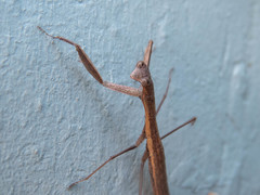 Musoniella