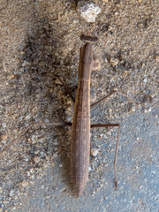 Musoniella