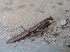Musoniella