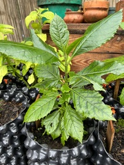 Aegiphila bogotensis