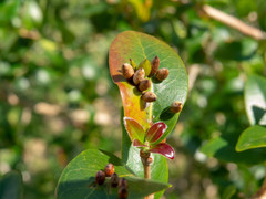 Clinodiplosis profusa