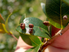 Clinodiplosis profusa