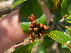 Clinodiplosis profusa