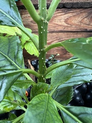 Aegiphila bogotensis