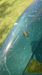 Chlorophorus herbstii