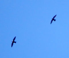 Streptoprocne zonaris