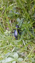 Carabus scheidleri