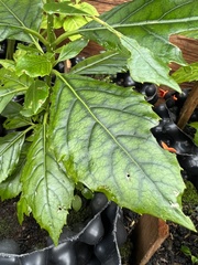 Aegiphila bogotensis