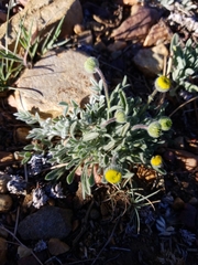 Erigeron aphanactis congestus