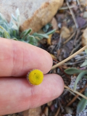 Erigeron aphanactis congestus