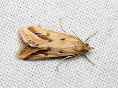 Achyra massalis