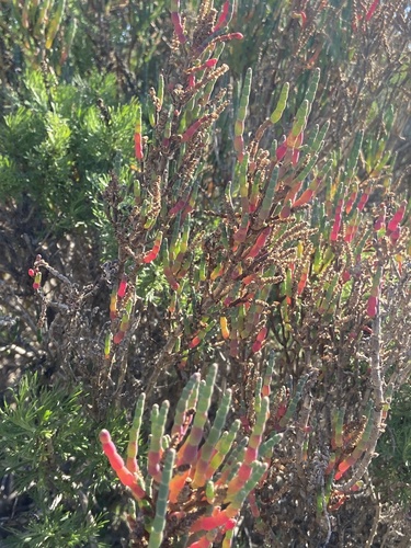 iNaturalist observation photo of Pacific Glasswort