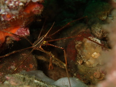 Stenorhynchus debilis