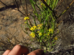 Gymnophyton