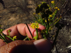 Gymnophyton