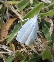 Nymphostola galactina