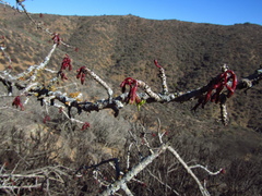 Vasconcellea chilensis