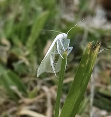 Nymphostola galactina