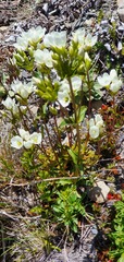 Gentianella corymbifera