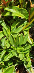 Gentianella corymbifera