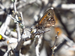 Auca coctei nycteropus