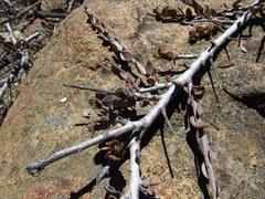Krameria cistoidea