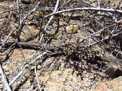 Krameria cistoidea