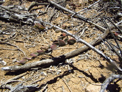 Krameria cistoidea