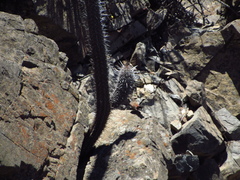 Ochetorhynchus melanurus