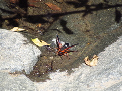 Hypodynerus chiliensis