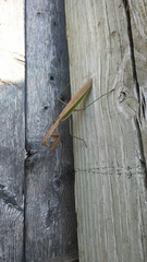 Tenodera sinensis