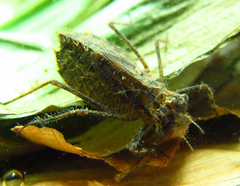 Brachymesia