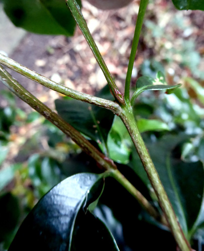 Syzygium australe