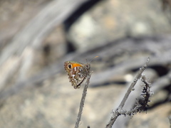 Auca coctei nycteropus