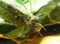 Brachymesia
