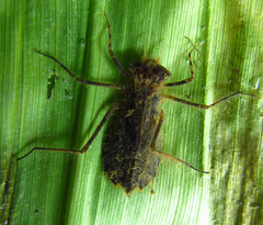 Brachymesia