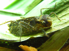 Brachymesia