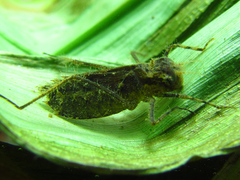 Brachymesia