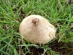 Chlorophyllum molybdites