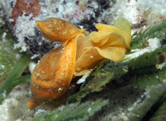 Volvatella vigourouxi