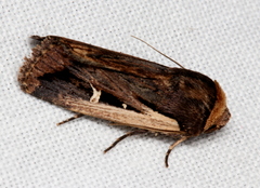 Proteuxoa tortisigna