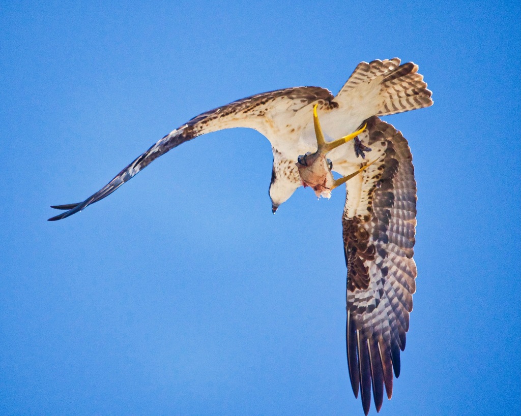 American Osprey