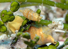 Volvatella vigourouxi