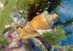 Volvatella vigourouxi