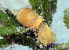 Volvatella vigourouxi