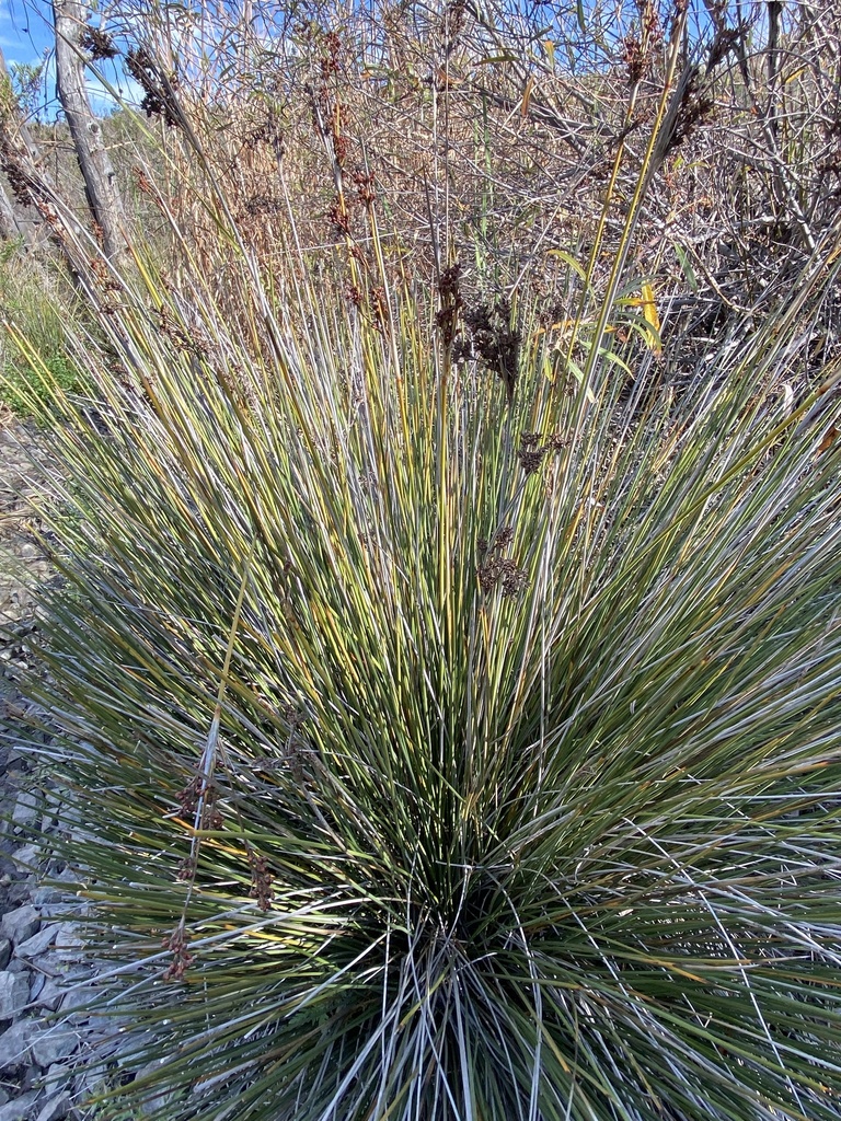 Southwestern Spiny Rush from Mission Trails Regional Park, San Diego ...