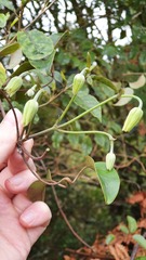 Clematis paniculata