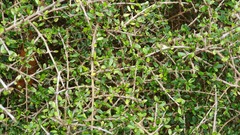 Coprosma rigida