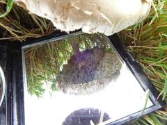 Chlorophyllum molybdites