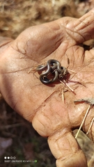 Epictia vindumi
